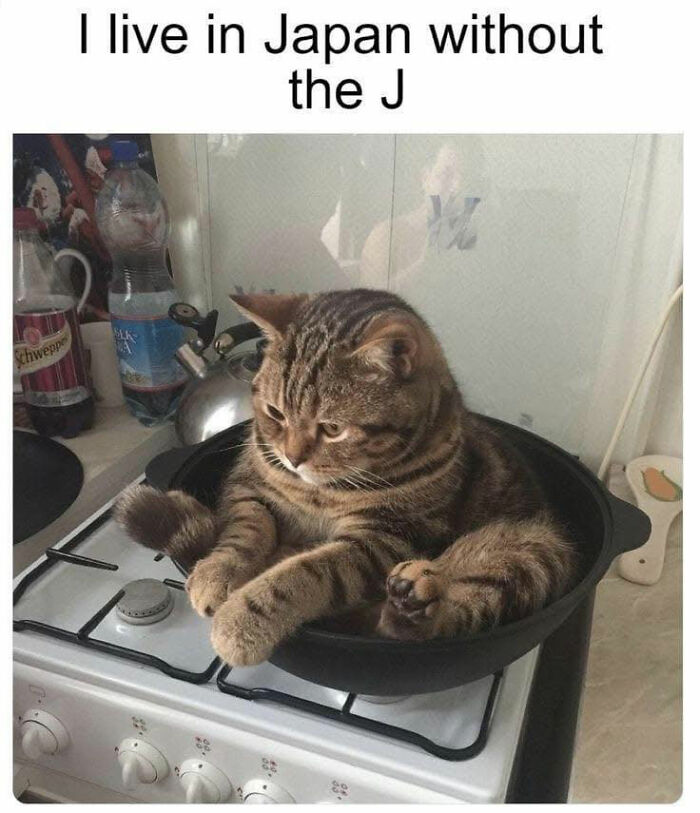This Facebook Group Is The Place For Wholesome Animal Comedy, And These 38 New Photos Prove It