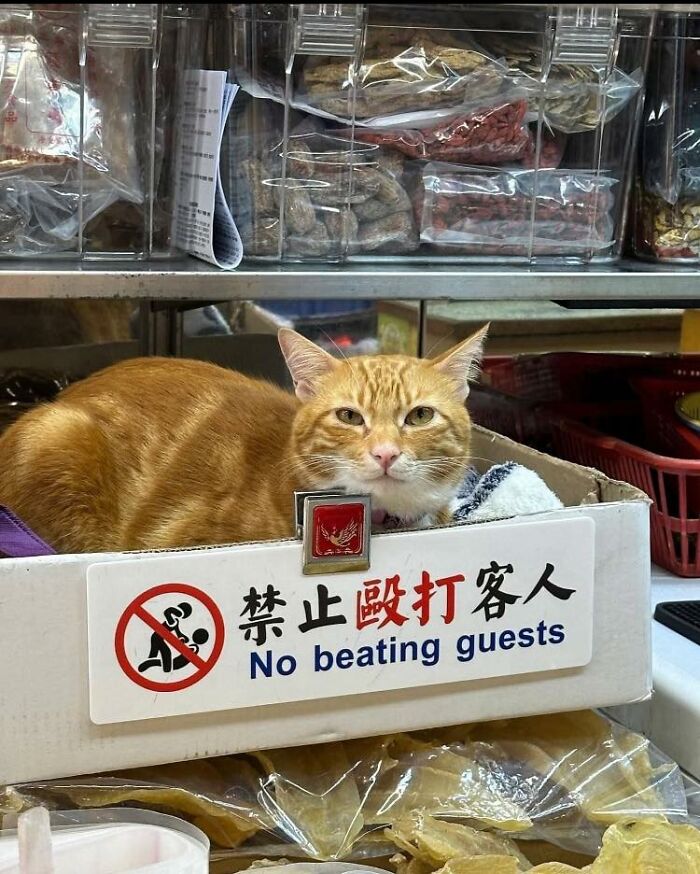 This Facebook Group Is The Place For Wholesome Animal Comedy, And These 38 New Photos Prove It