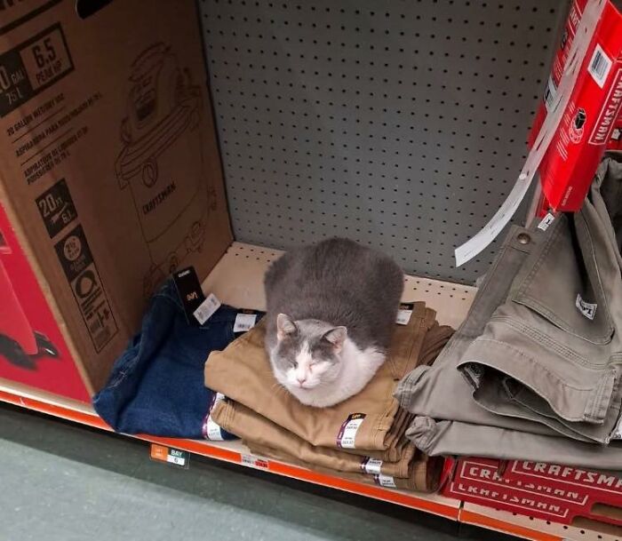 This Facebook Group Is The Place For Wholesome Animal Comedy, And These 38 New Photos Prove It