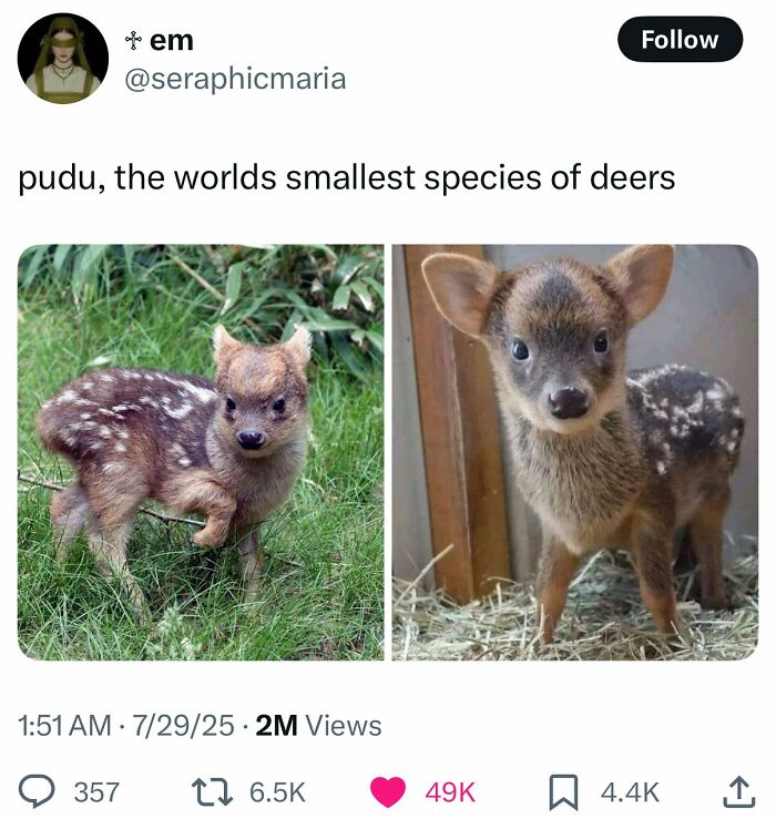 This Facebook Group Is The Place For Wholesome Animal Comedy, And These 38 New Photos Prove It