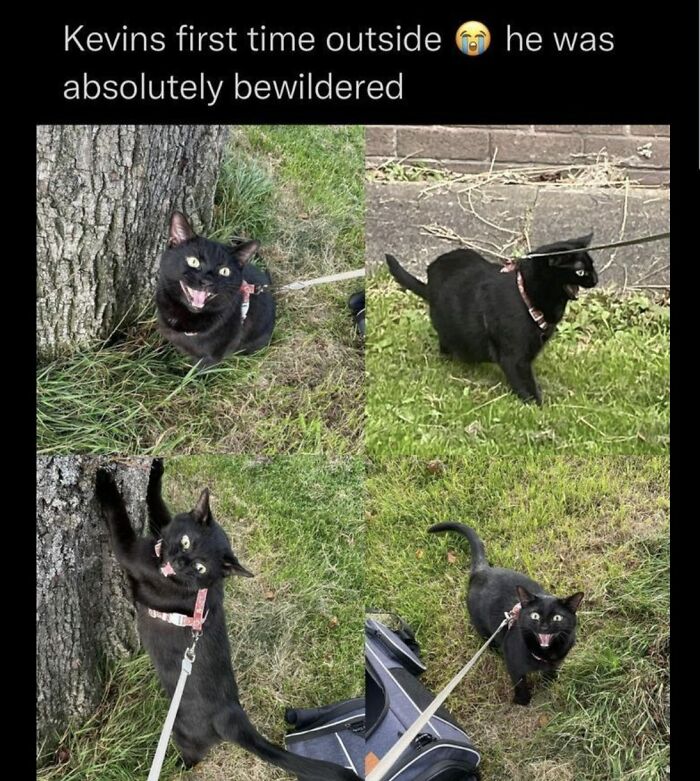 This Facebook Group Is The Place For Wholesome Animal Comedy, And These 38 New Photos Prove It