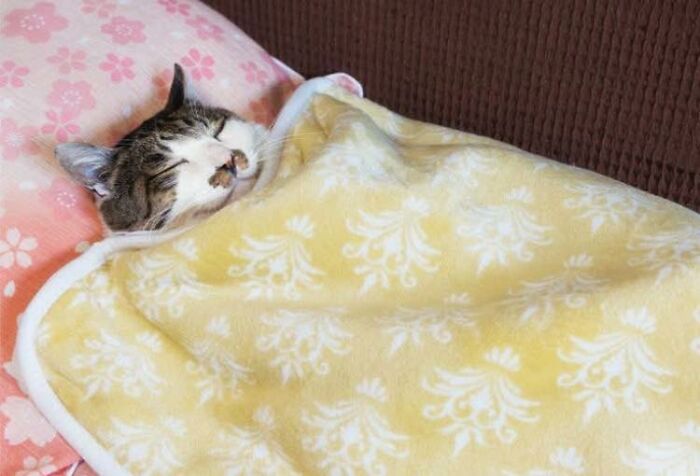 This Facebook Group Is The Place For Wholesome Animal Comedy, And These 38 New Photos Prove It