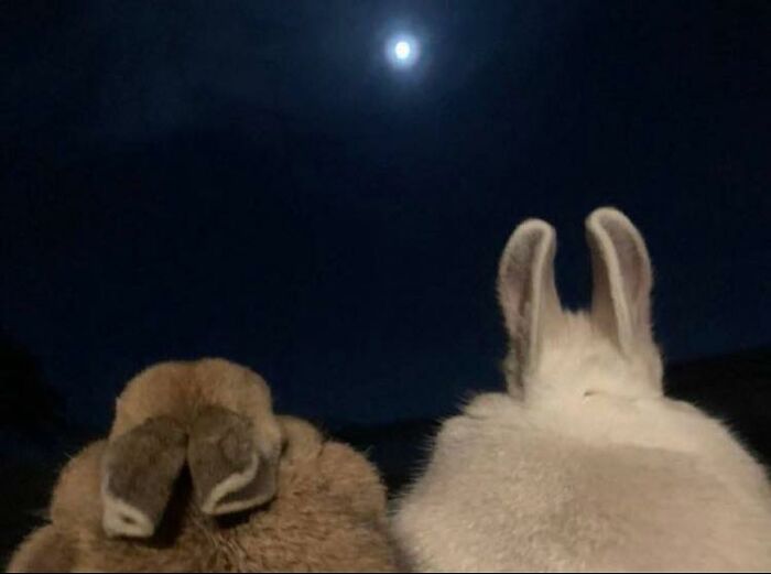 This Facebook Group Is The Place For Wholesome Animal Comedy, And These 38 New Photos Prove It