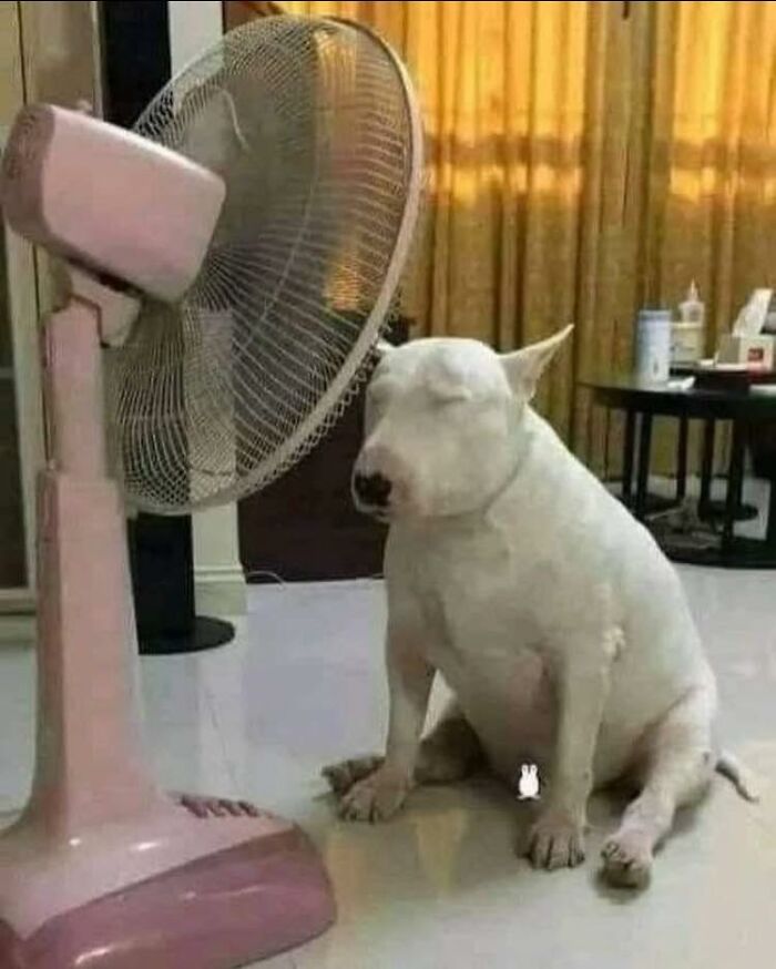 This Facebook Group Is The Place For Wholesome Animal Comedy, And These 38 New Photos Prove It