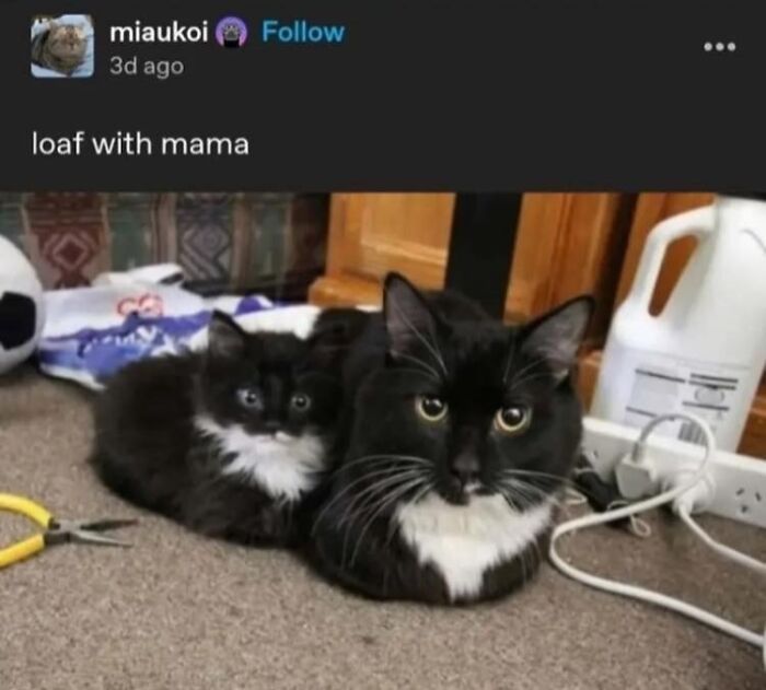This Facebook Group Is The Place For Wholesome Animal Comedy, And These 38 New Photos Prove It