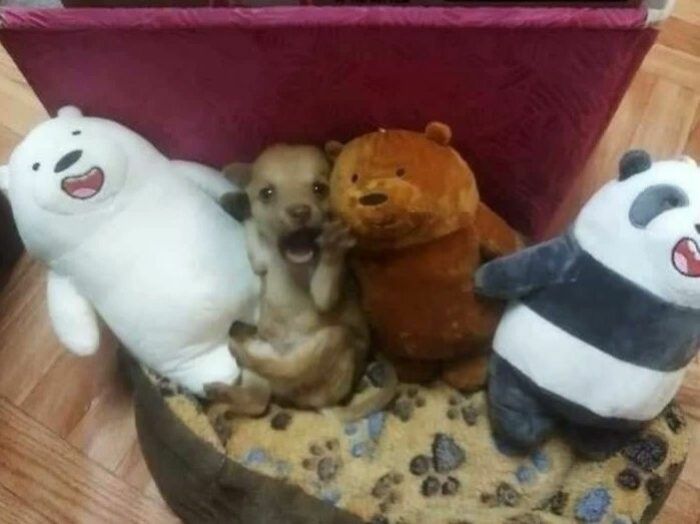 This Facebook Group Is The Place For Wholesome Animal Comedy, And These 38 New Photos Prove It