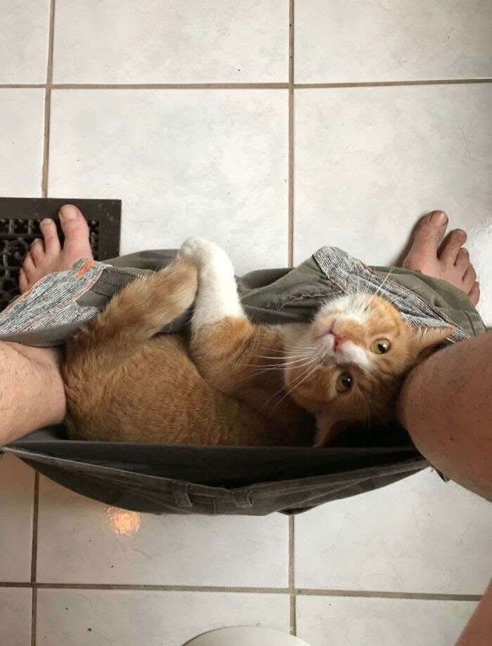 This Facebook Group Is The Place For Wholesome Animal Comedy, And These 38 New Photos Prove It