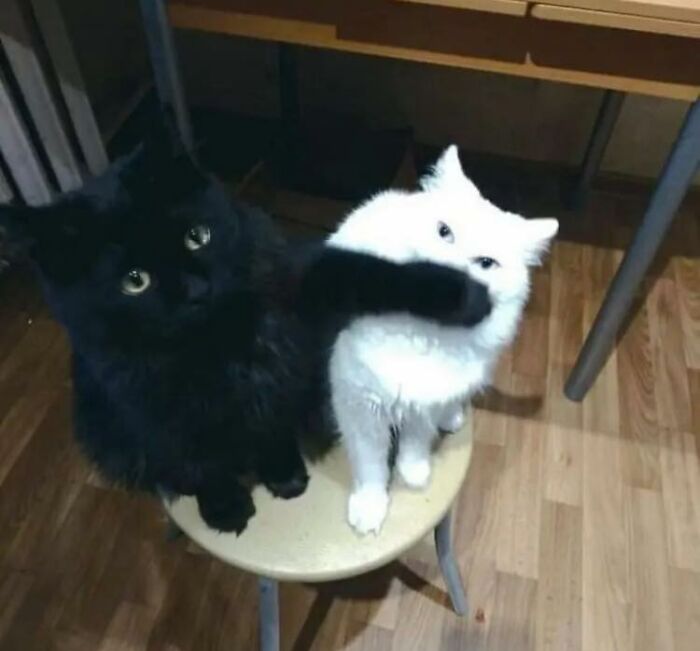 This Facebook Group Is The Place For Wholesome Animal Comedy, And These 38 New Photos Prove It