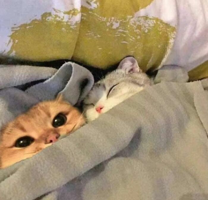 This Facebook Group Is The Place For Wholesome Animal Comedy, And These 38 New Photos Prove It