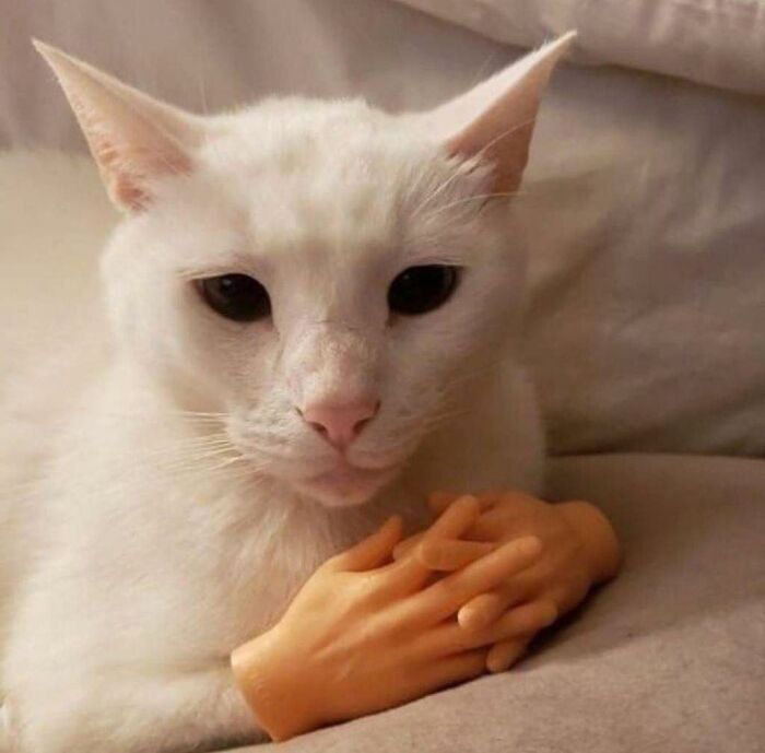 This Facebook Group Is The Place For Wholesome Animal Comedy, And These 38 New Photos Prove It