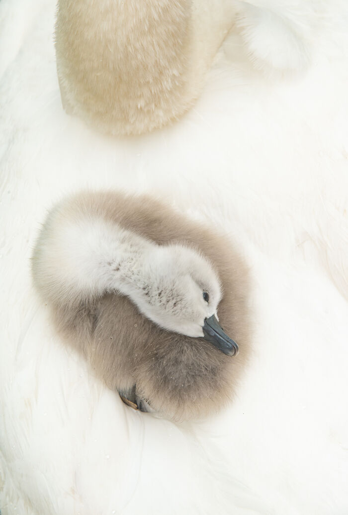 This Wildlife Photographer Captured 37 Stunning Moments In Nature