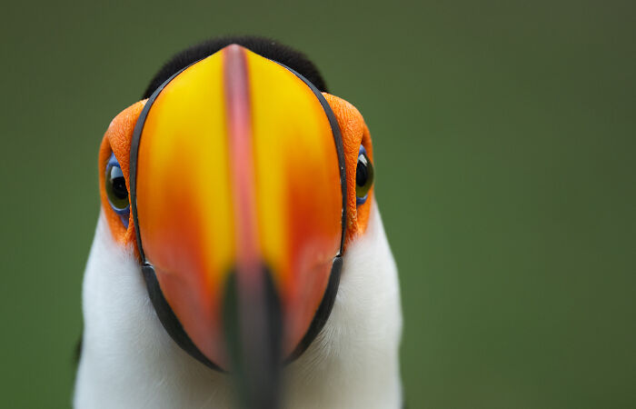 This Wildlife Photographer Captured 37 Stunning Moments In Nature