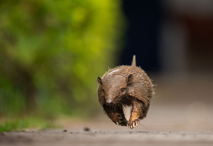 This Wildlife Photographer Captured 37 Stunning Moments In Nature