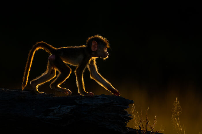 This Wildlife Photographer Captured 37 Stunning Moments In Nature