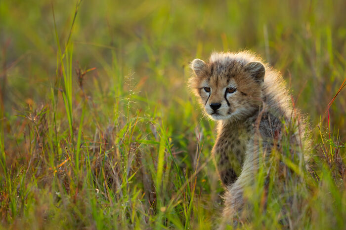 This Wildlife Photographer Captured 37 Stunning Moments In Nature