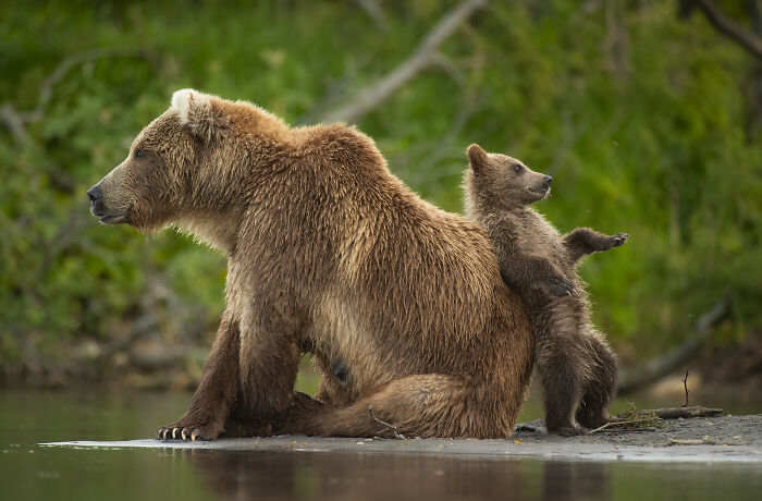 This Wildlife Photographer Captured 37 Stunning Moments In Nature