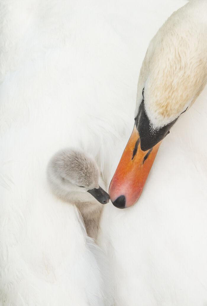 This Wildlife Photographer Captured 37 Stunning Moments In Nature