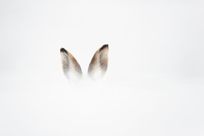 This Wildlife Photographer Captured 37 Stunning Moments In Nature