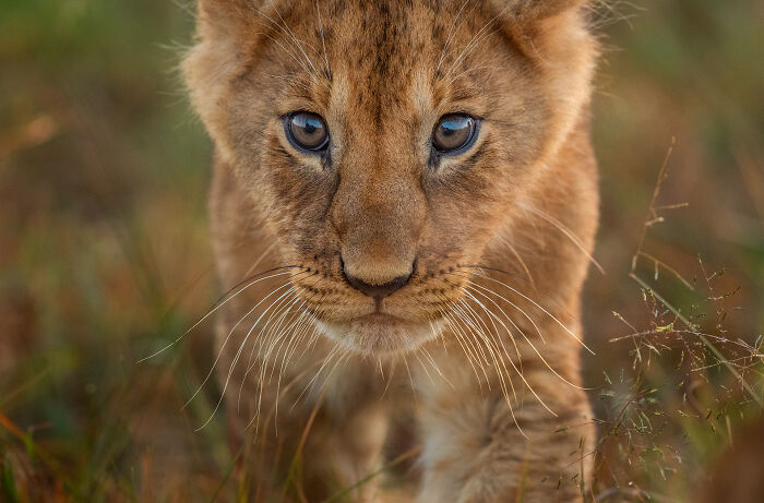 This Wildlife Photographer Captured 37 Stunning Moments In Nature