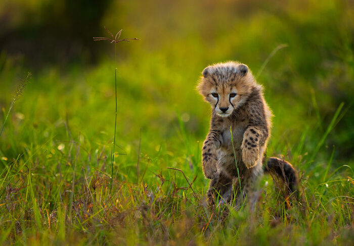 This Wildlife Photographer Captured 37 Stunning Moments In Nature