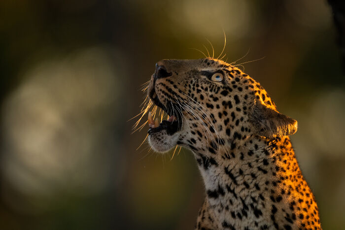This Wildlife Photographer Captured 37 Stunning Moments In Nature