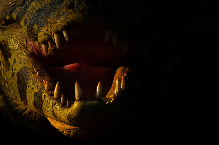 This Wildlife Photographer Captured 37 Stunning Moments In Nature