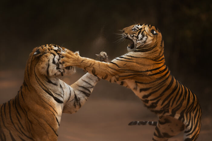 This Wildlife Photographer Captured 37 Stunning Moments In Nature