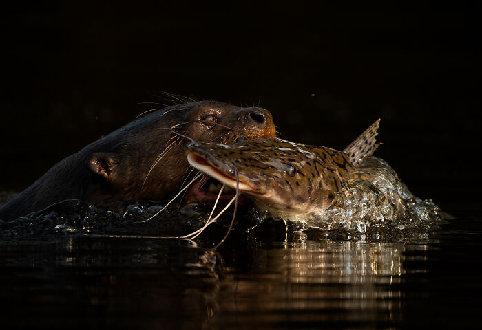 This Wildlife Photographer Captured 37 Stunning Moments In Nature