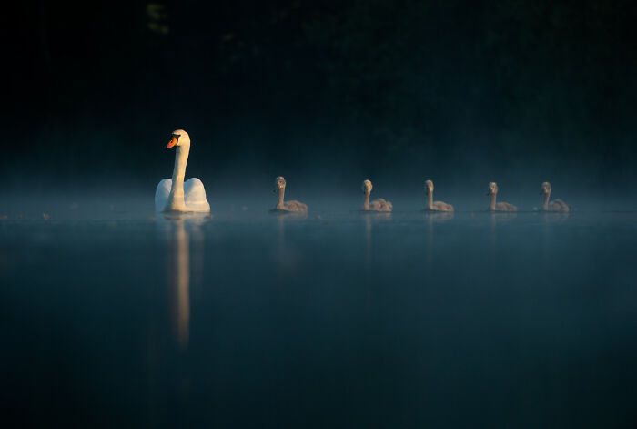 This Wildlife Photographer Captured 37 Stunning Moments In Nature