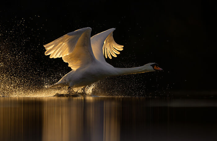This Wildlife Photographer Captured 37 Stunning Moments In Nature