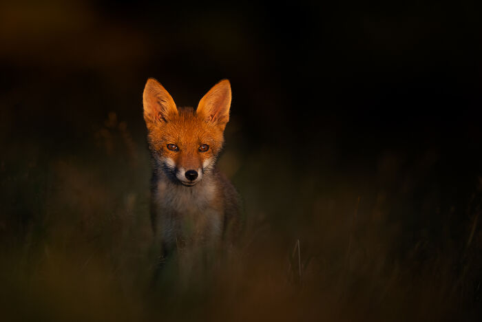 This Wildlife Photographer Captured 37 Stunning Moments In Nature