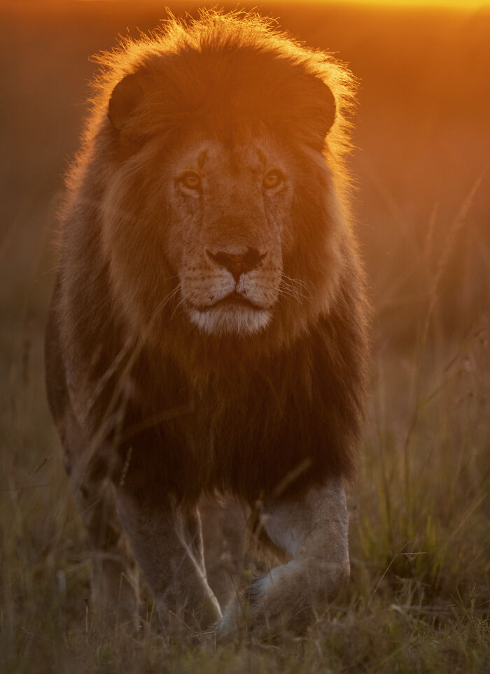This Wildlife Photographer Captured 37 Stunning Moments In Nature