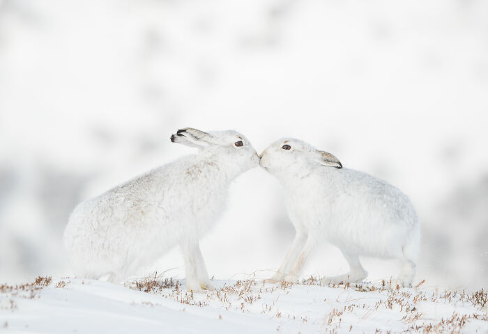 This Wildlife Photographer Captured 37 Stunning Moments In Nature
