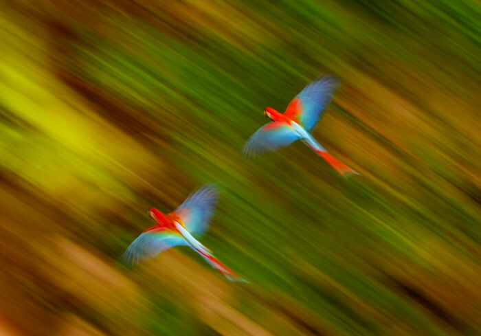 This Wildlife Photographer Captured 37 Stunning Moments In Nature