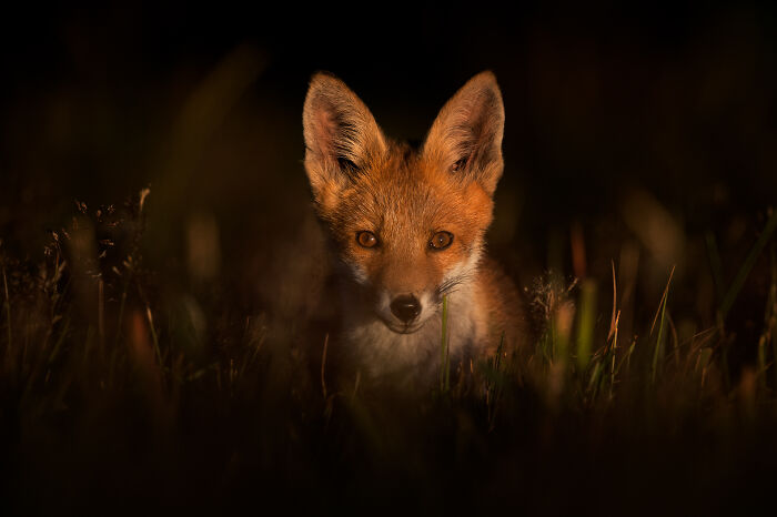 This Wildlife Photographer Captured 37 Stunning Moments In Nature
