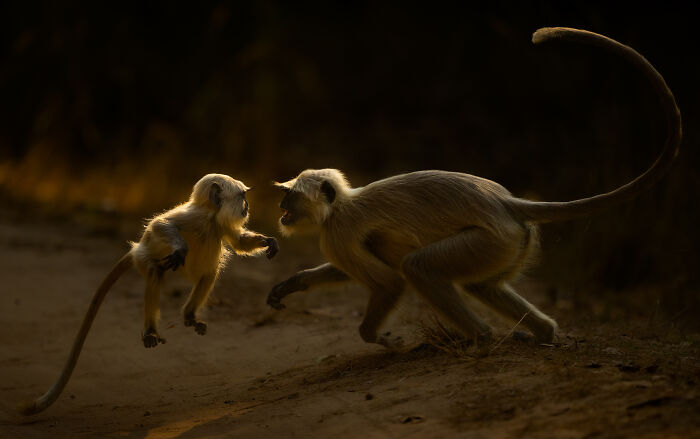 This Wildlife Photographer Captured 37 Stunning Moments In Nature