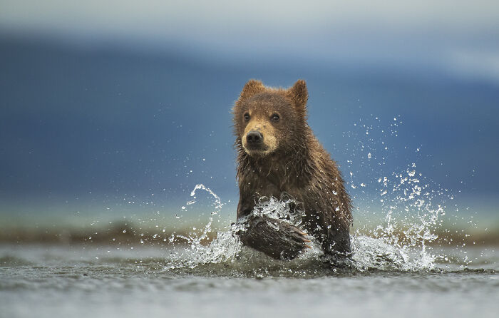 This Wildlife Photographer Captured 37 Stunning Moments In Nature
