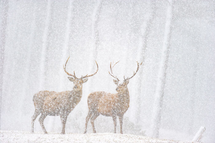 This Wildlife Photographer Captured 37 Stunning Moments In Nature