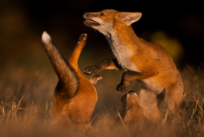 This Wildlife Photographer Captured 37 Stunning Moments In Nature