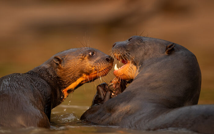 This Wildlife Photographer Captured 37 Stunning Moments In Nature