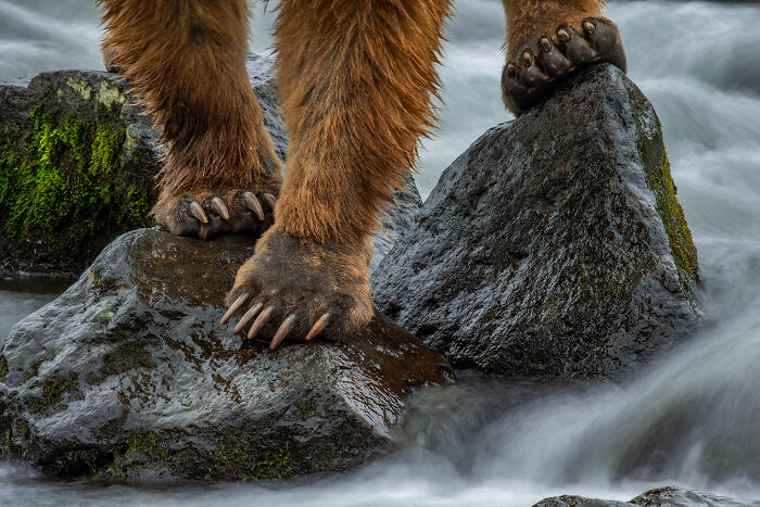 This Wildlife Photographer Captured 37 Stunning Moments In Nature