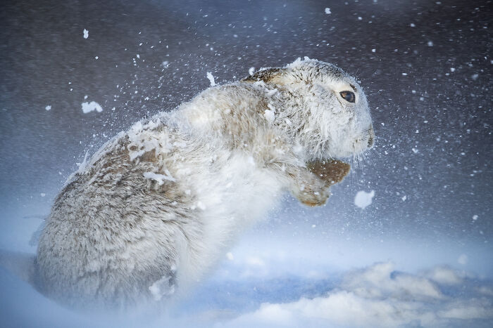 This Wildlife Photographer Captured 37 Stunning Moments In Nature