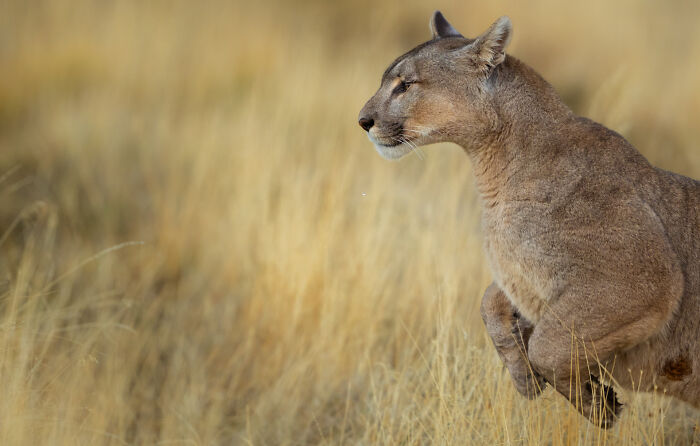 This Wildlife Photographer Captured 37 Stunning Moments In Nature
