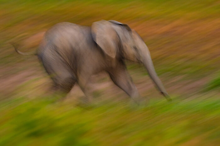 This Wildlife Photographer Captured 37 Stunning Moments In Nature