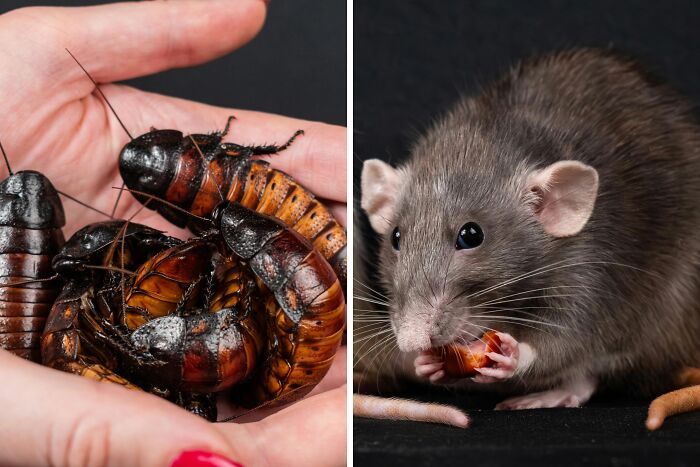 “Toddlers Or Alligator?”: Take This “Would You Rather” Poll If You’re Brave Enough