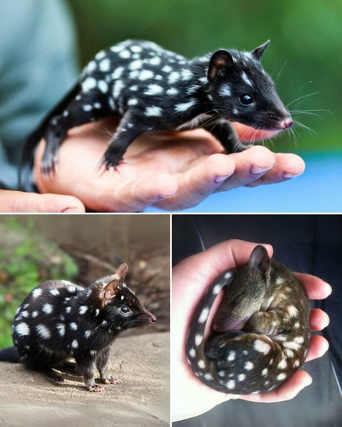 “Tiger Quoll”: 104 Interesting Animals That You Might Never Have Heard Of Until Today