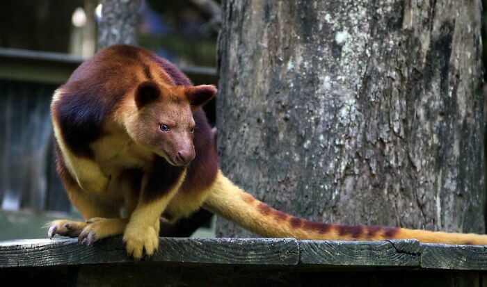 “Tiger Quoll”: 104 Interesting Animals That You Might Never Have Heard Of Until Today