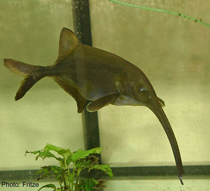 “Tiger Quoll”: 104 Interesting Animals That You Might Never Have Heard Of Until Today