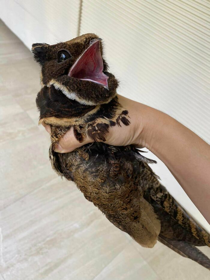 “Tiger Quoll”: 104 Interesting Animals That You Might Never Have Heard Of Until Today