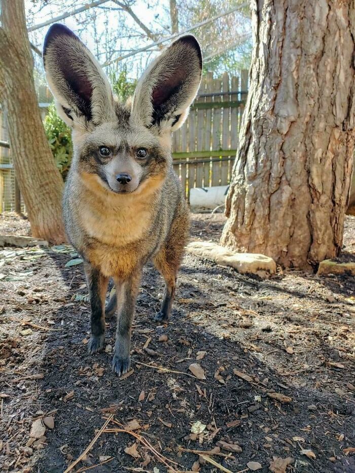 “Tiger Quoll”: 104 Interesting Animals That You Might Never Have Heard Of Until Today